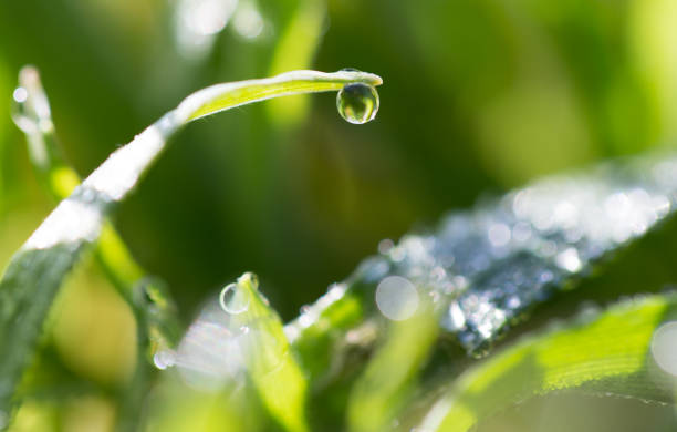 istock drops of dew on the green grass 913241044