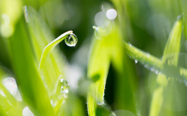 istock drops of dew on the green grass 913241116