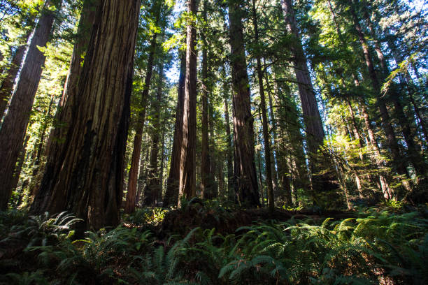 istock Redwood National Park 913241172