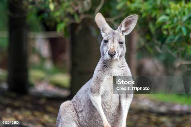 Kangaroo With Natural Background In Perth Stock Photo - Download Image Now - Kangaroo, Animal, Animal Body Part