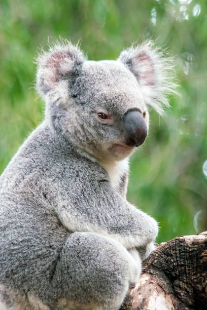 Koala relaxing in a tree in Perth Koala relaxing in a tree in Perth, Australia. coelacanth photos stock pictures, royalty-free photos & images