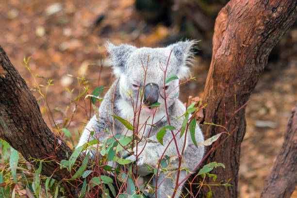 Koala relaxing in a tree in Perth Koala relaxing in a tree in Perth, Australia. coelacanth photos stock pictures, royalty-free photos & images