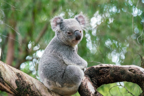 Koala relaxing in a tree in Perth Koala relaxing in a tree in Perth, Australia. coelacanth photos stock pictures, royalty-free photos & images