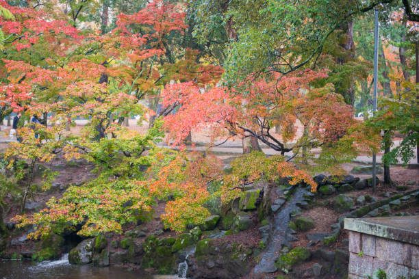 istock Maple leaves change color in autumn season 913248454