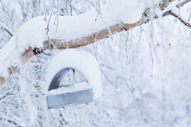 istock House for the birds 913250528