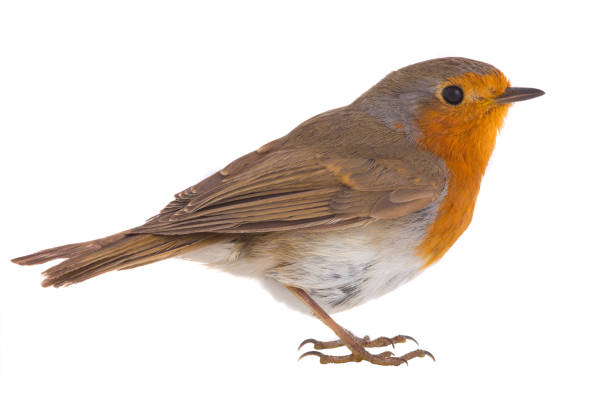 istock portrait European robin (Erithacus rubecula) 913255968