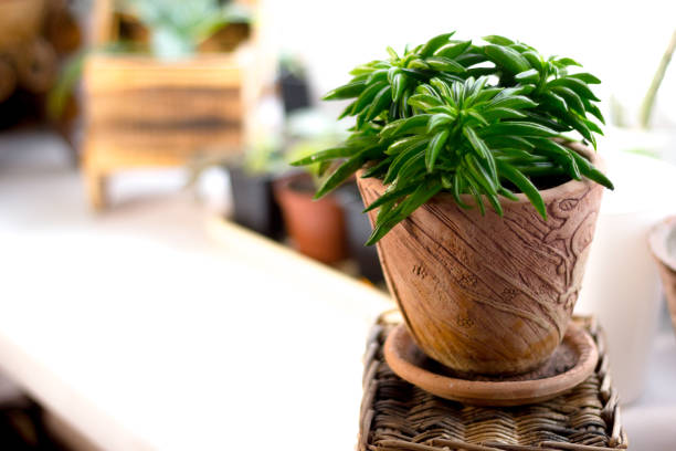 istock Peperomia ferreyrae in a clay pot as home plant. 913256000