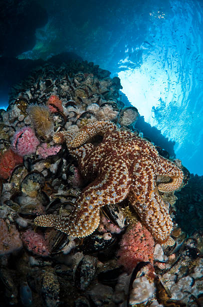 Sea Star stock photo