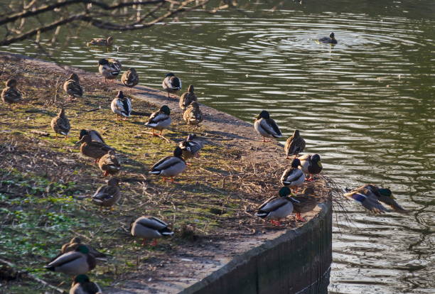 istock Group male and female mallard ducks rest  at shore 913259288