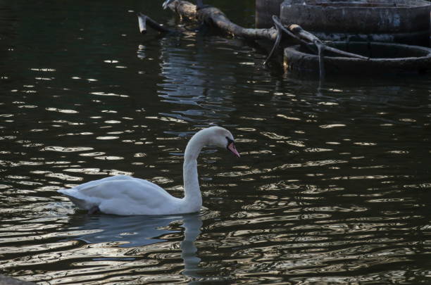 Beautiful white swan swimming on a lake,  Sofia, Bulgaria