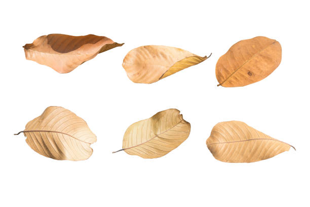 istock Autumn falling leaves,isolated on white background. 913259914