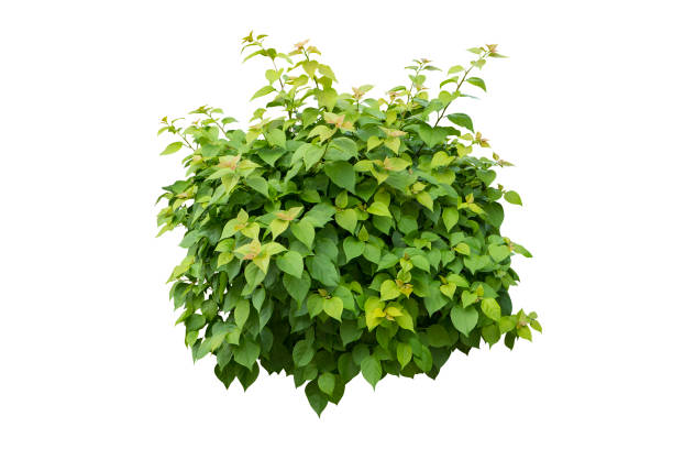 istock Green bush isolated on white background. 913259952