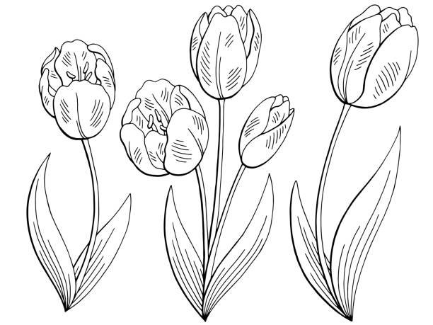 Tulipanes Para Colorear - Banco de fotos e imágenes de stock - iStock Tulipanes Para Colorear - Banco de fotos e imágenes de stock - iStock