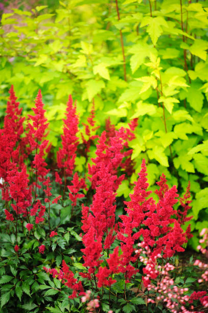 istock colorful blooming astilbe in summer garden in mixed border with hostas and cornus shrubs 913264042