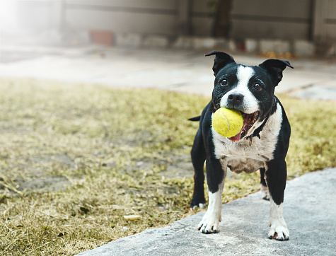 A happy Staffie waits to play ball, tennis ball in mouth and ears pricked.