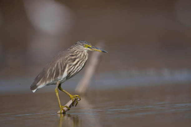istock The Indian pond heron 913268314