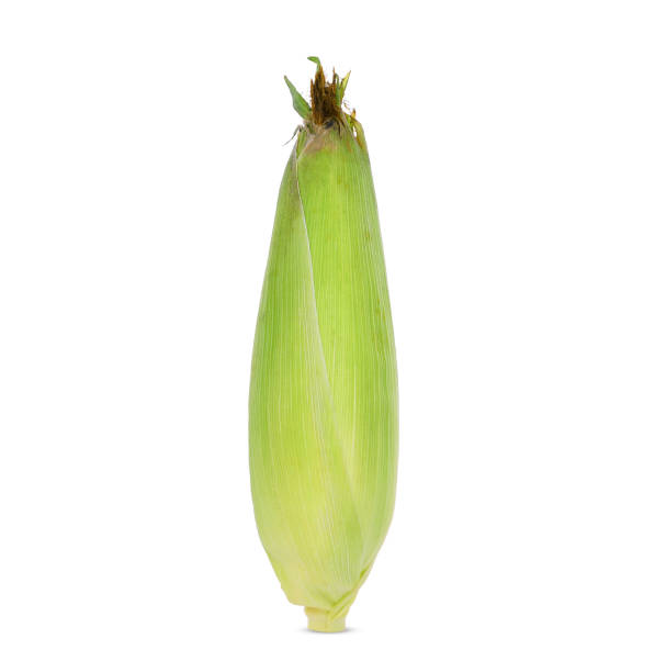 mazorca de maíz cruda fresca solo aislado sobre fondo blanco - corn corn crop corn on the cob isolated fotografías e imágenes de stock