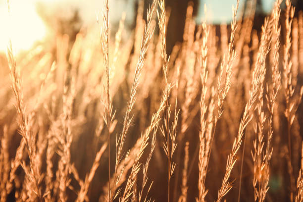 istock Hay in the sunrise 913272292