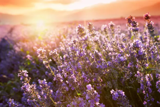Lavender flowers with basket on sunset