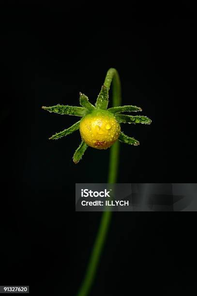 Orvalho No Botão De Amarelo Camomile - Fotografias de stock e mais imagens de Abstrato - Abstrato, Botânica - Ciência de plantas, Botão - Estágio de flora