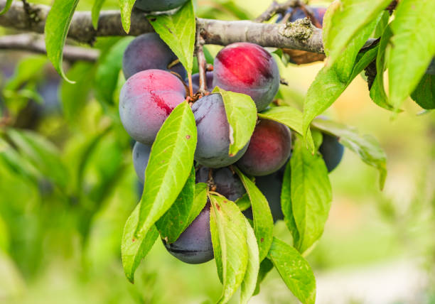 istock Fresh ripe plums hanging on the tree 913276340