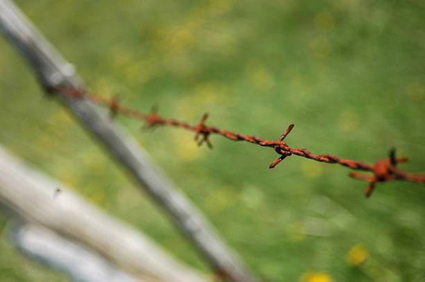 Barbed Wire 1 stock photo