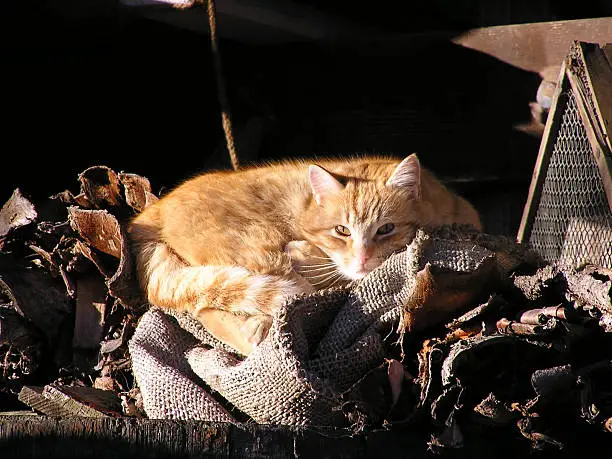 The morning in Switzerland 2005 was very cold. I saw this cat on a stack of wood catching the first rays of sunlight to warm up a little bit.