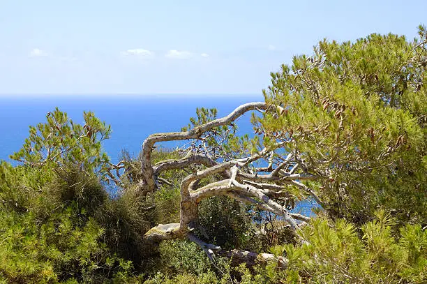 Photo of tree, sea and sky