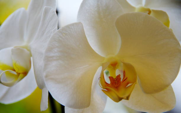 istock White flowering orchid 913279642