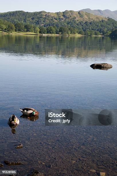 Ducks En Un Lago Foto de stock y más banco de imágenes de Agua - Agua, Aire libre, Colina