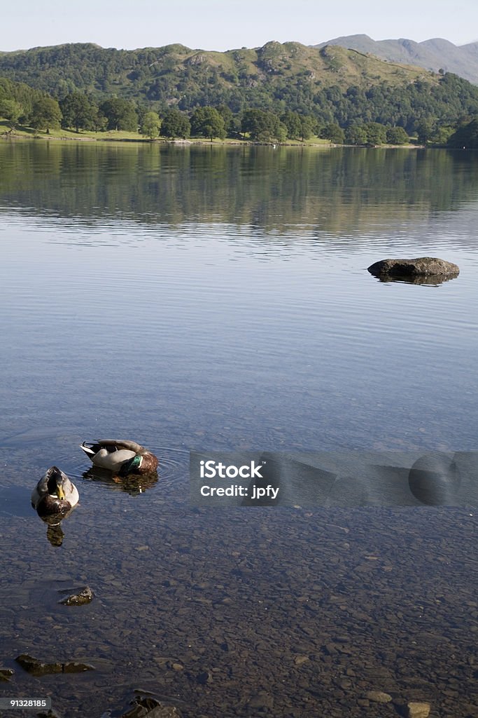 Patos no lago - Royalty-free Ao Ar Livre Foto de stock