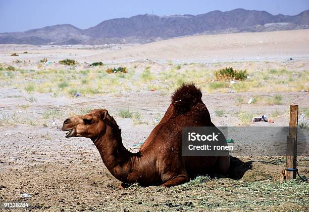 Верблюжий — стоковые фотографии и другие картинки Мекка - Мекка, Пустыня, Аравия