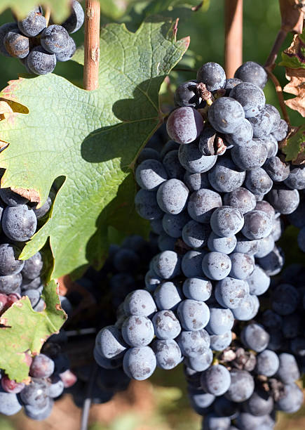 Grape and Leaves - closeup stock photo