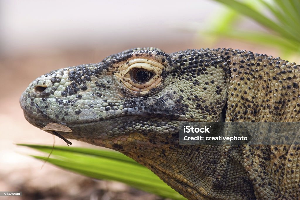 Komodo Dragon Head - Lizenzfrei Drache Stock-Foto