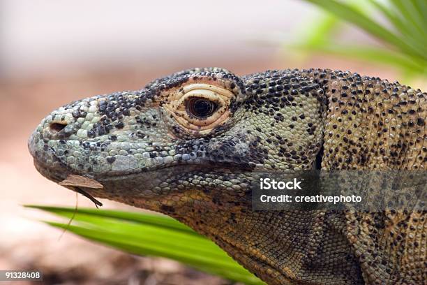 Komodo Dragon Head Stockfoto und mehr Bilder von Drache - Drache, Farbbild, Fotografie