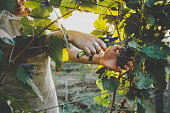Unrecognizable Girl Cuts The Grapes With Scissors. Agrotourism Farm Concept