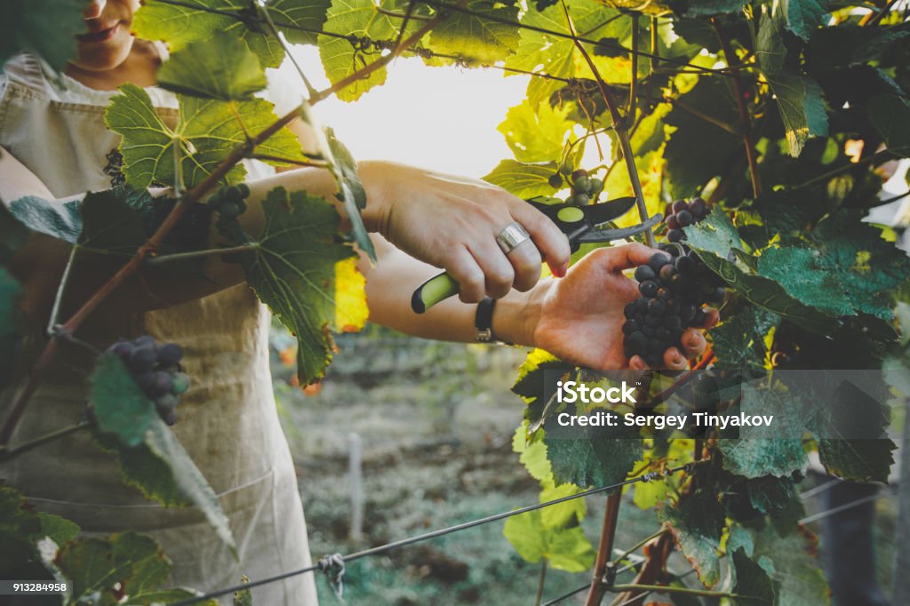 Unrecognizable Girl Cuts The Grapes With Scissors. Agrotourism Farm Concept Unrecognizable Girl Cuts The Grapes With Scissors. Agrotourism Farm Coutryside Concept Winemaking Stock Photo