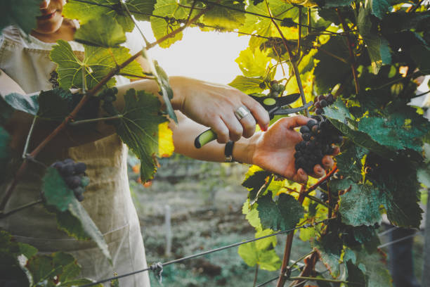 Unrecognizable Girl Cuts The Grapes With Scissors. Agrotourism Farm Concept stock photo