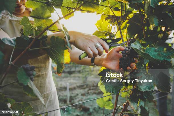 Unrecognizable Girl Cuts The Grapes With Scissors Agrotourism Farm Concept Stock Photo - Download Image Now