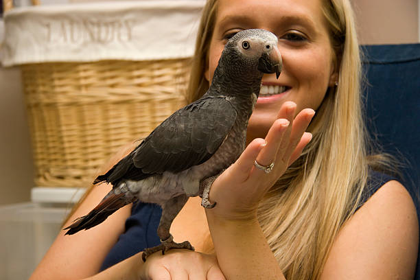 pet アフリカ灰色 - african grey parrot ストックフォトと画像