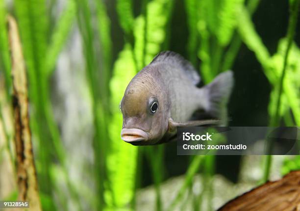 Photo libre de droit de Questce Que Vous Recherchez banque d'images et plus d'images libres de droit de Animaux de compagnie - Animaux de compagnie, Aquarium - Équipement pour animaux de compagnie, Bulle