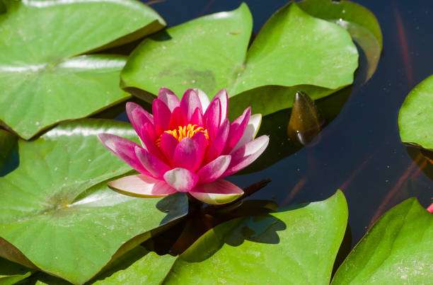 istock Nymphaea aquatic plant at flowering time in small artificial pond 913289130
