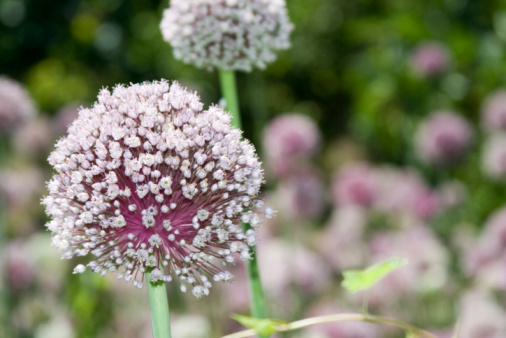 Selective focus on garlic flowers in a field.