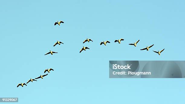 Patos - Fotografias de stock e mais imagens de Arranjo - Arranjo, Céu, Dinamarca