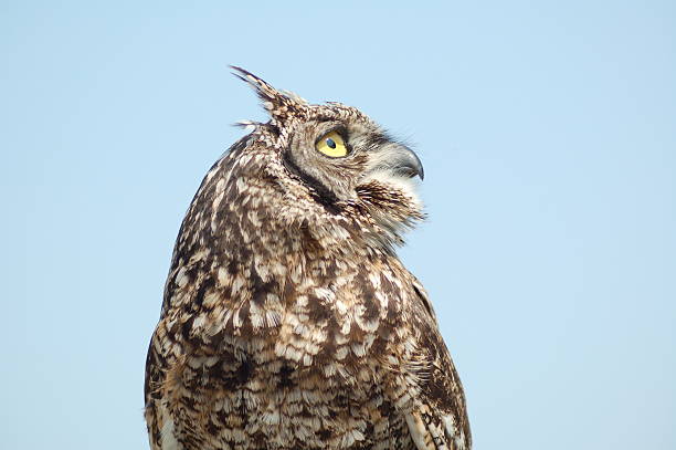 istock Side View of a Brown Owl 91329092