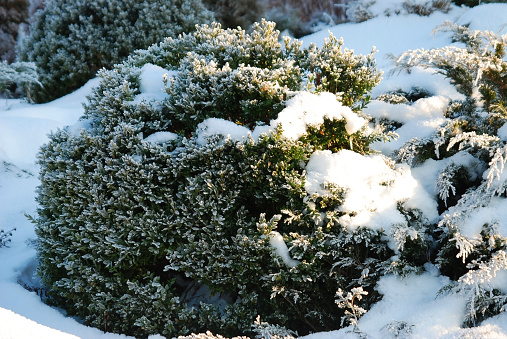 Evergreen buxus sempervirens plant covered by snow