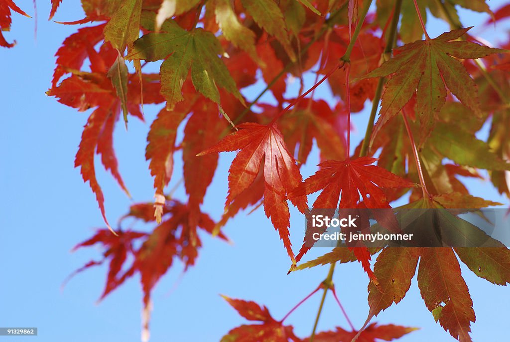 Hojas de arce roja contra el cielo azul - Foto de stock de Aire libre libre de derechos