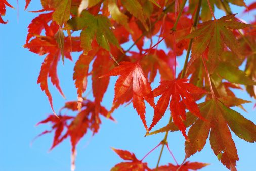 Japanese Maple tree in autumn/fall.