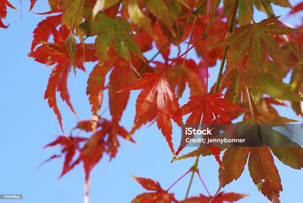 Carvalho vermelho folhas contra o céu azul - Foto de stock de Azul royalty-free