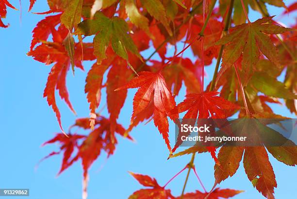 Foto de Carvalho Vermelho Folhas Contra O Céu Azul e mais fotos de stock de Azul - Azul, Colorido, Cor Saturada